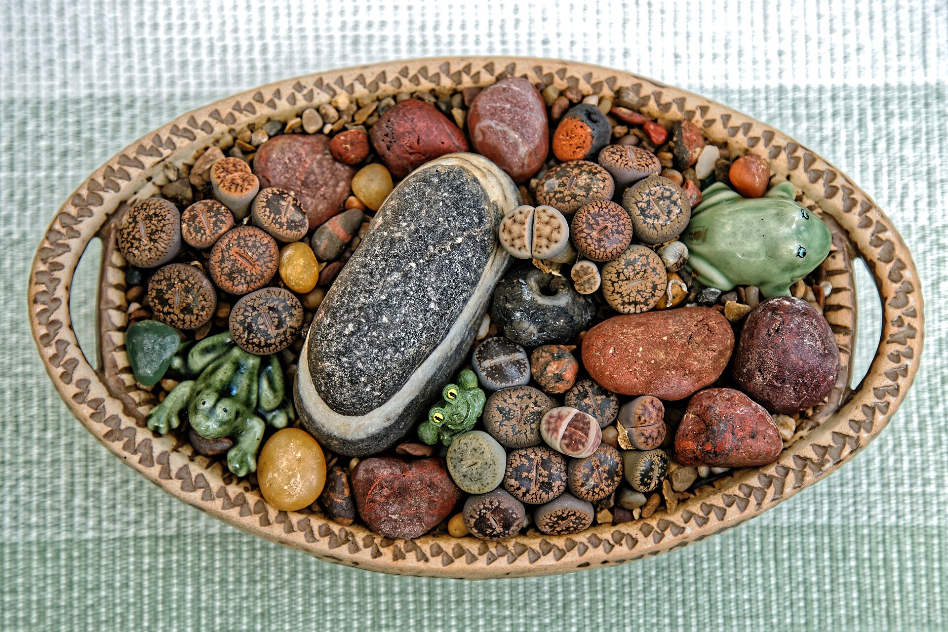 Płaska ceramiczna misa wypełniona sukulentami z rodzaju Lithops i kamykami