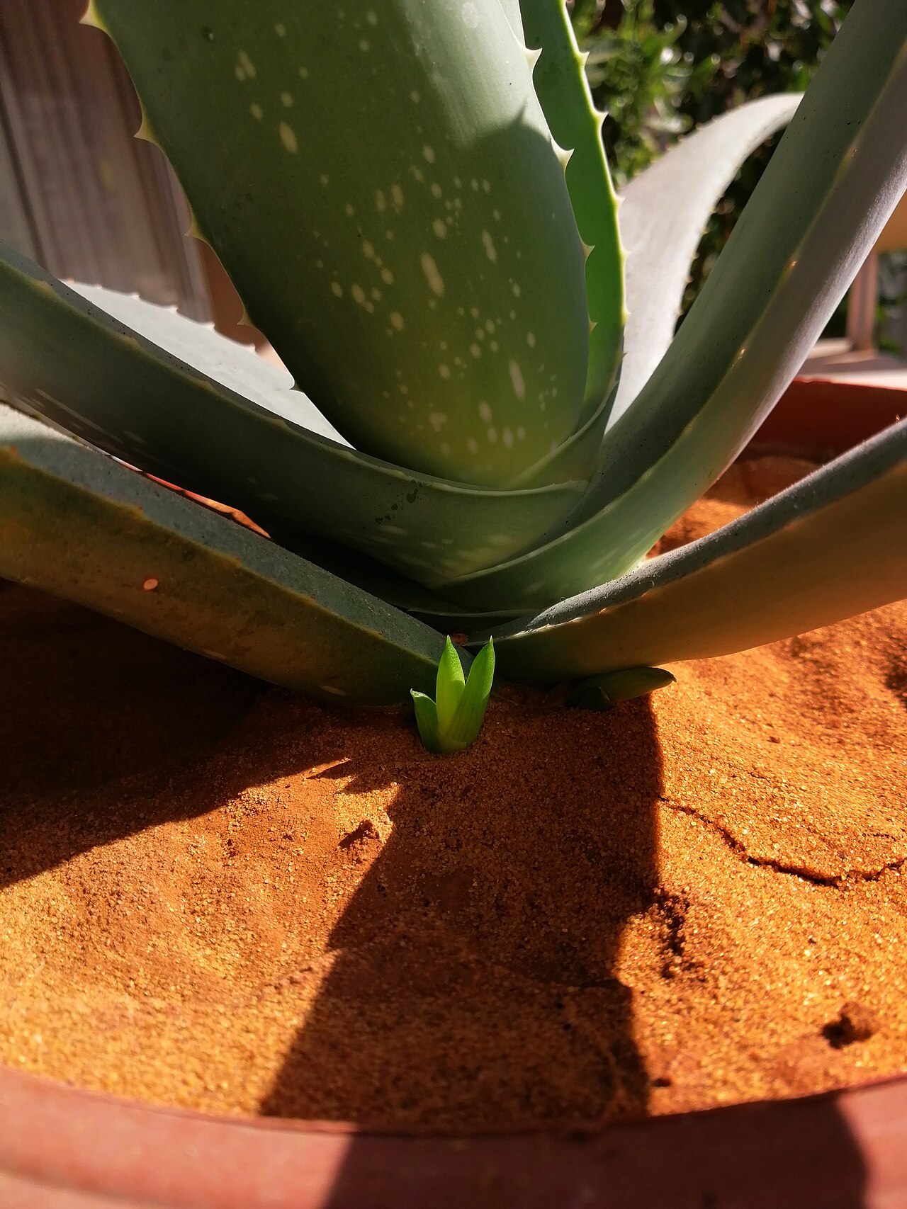 Aloes zwyczajny w glinianej doniczce